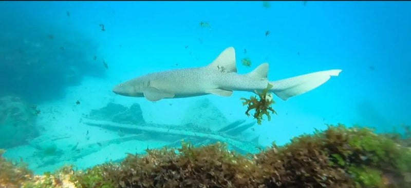 Mergulho de Cilindro - Saída de Praia